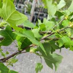 Ľaliovník tulipánokvetý (Liriodendron tulipifera) ´TULIPANOVEC´ - výška 200-250 cm, obvod kmeňa 6/8 cm, kont. C18L